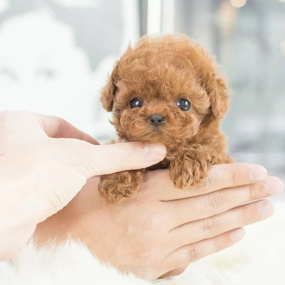 The Lifelike Robotic Puppy Pal
